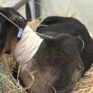 burned goat