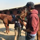 student helping a horse