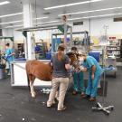 horses being treated for burns at UC Davis veterinary hospital