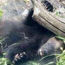 wolverine playing in his zoo habitat