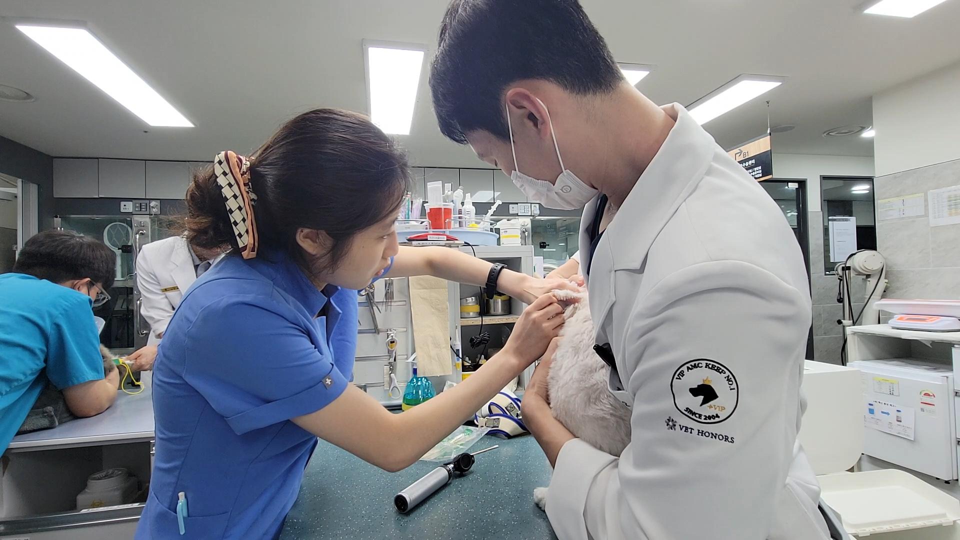 Two vets examine a small animal in a clinic.