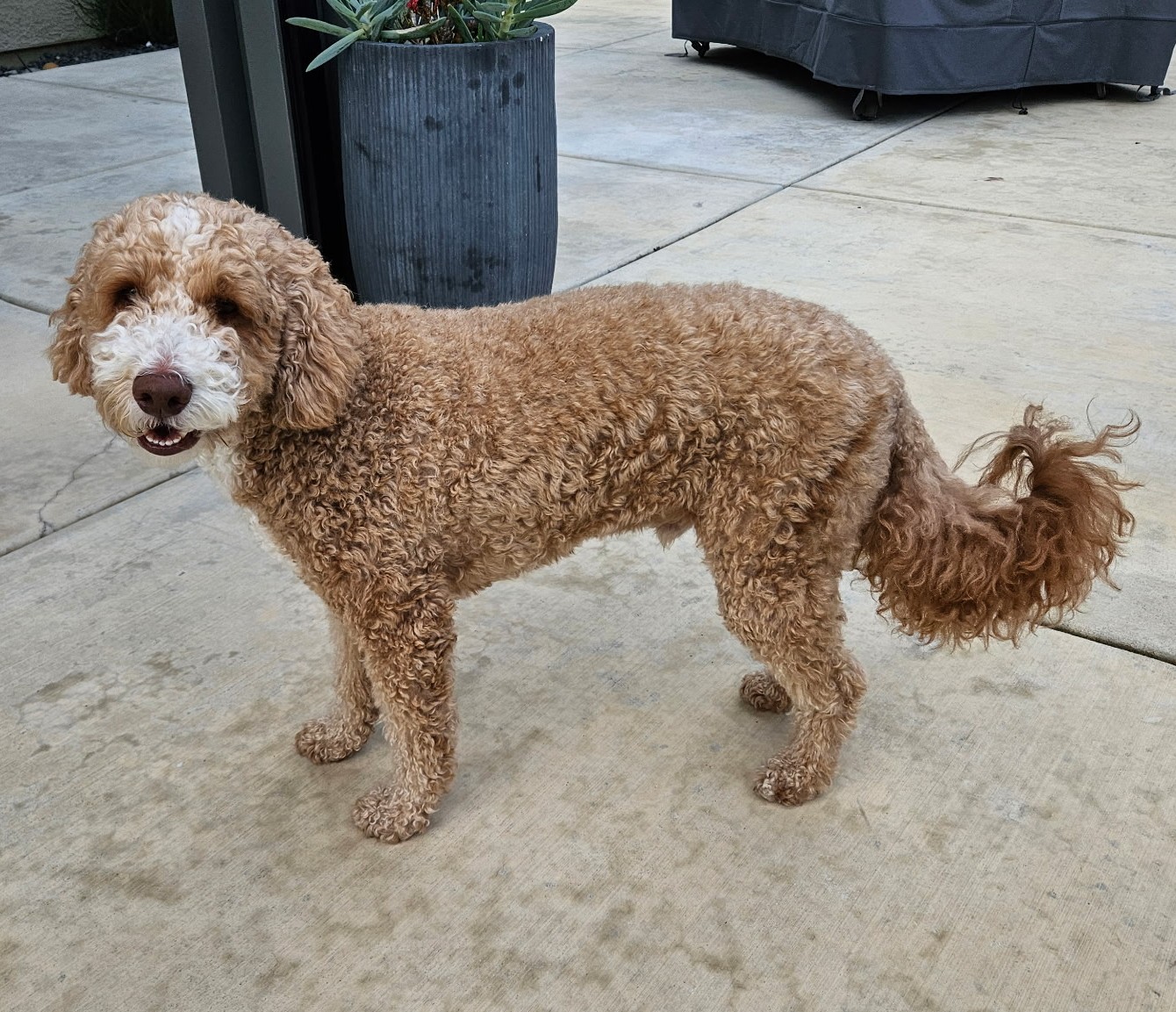 Curly brown dog standing on concrete patio, looking at camera with tail curled and a visible difference in the hair pattern on his hip