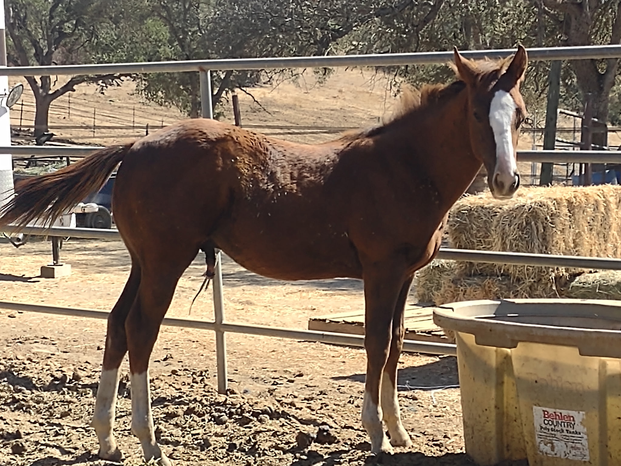 Chestnut horse with white blaze in dry paddock beside yellow water trough