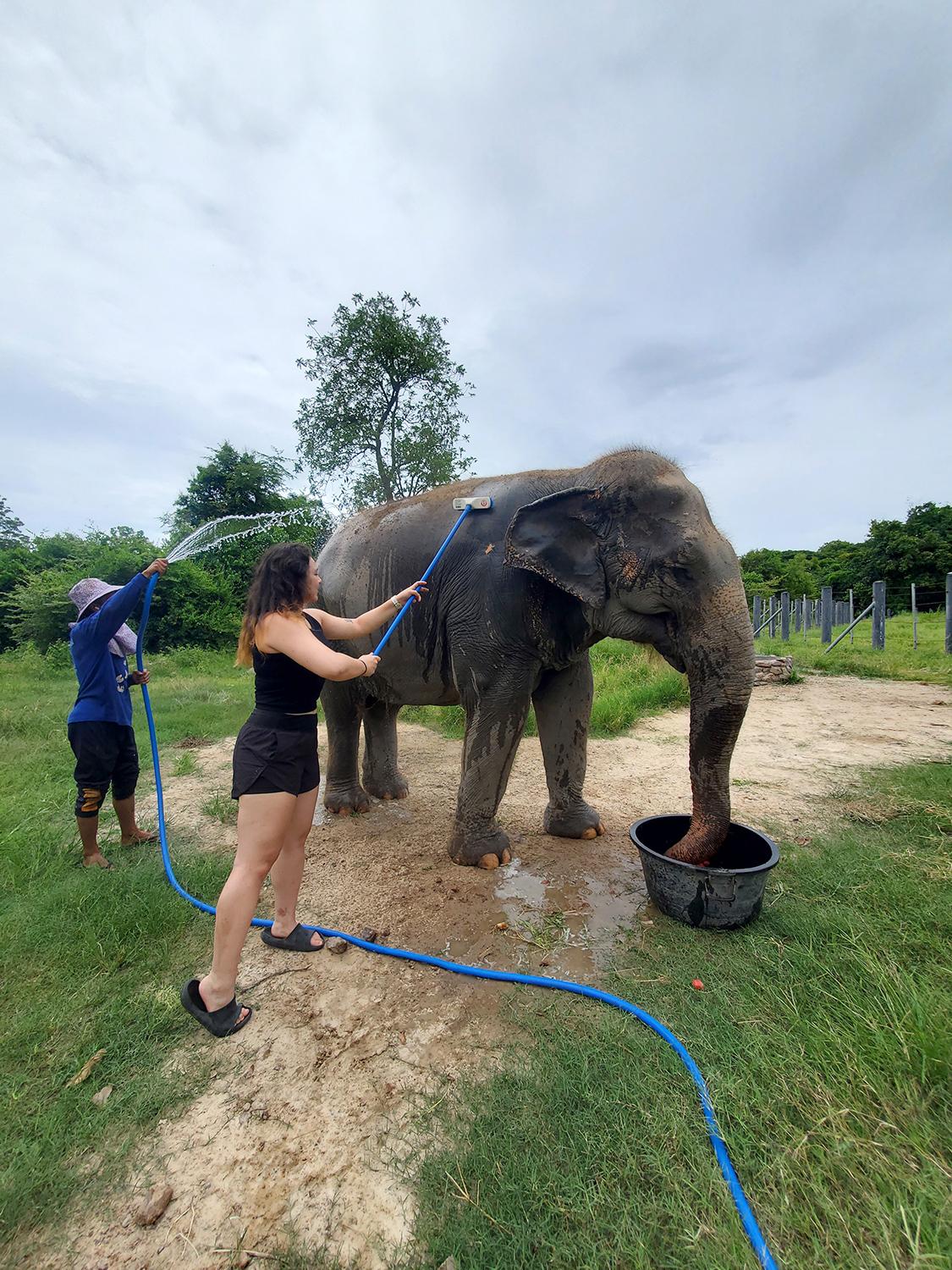 Two people giving an elephant a bath. One of them is scrubbing with a long brush, while the other is spraying water with a hose.
