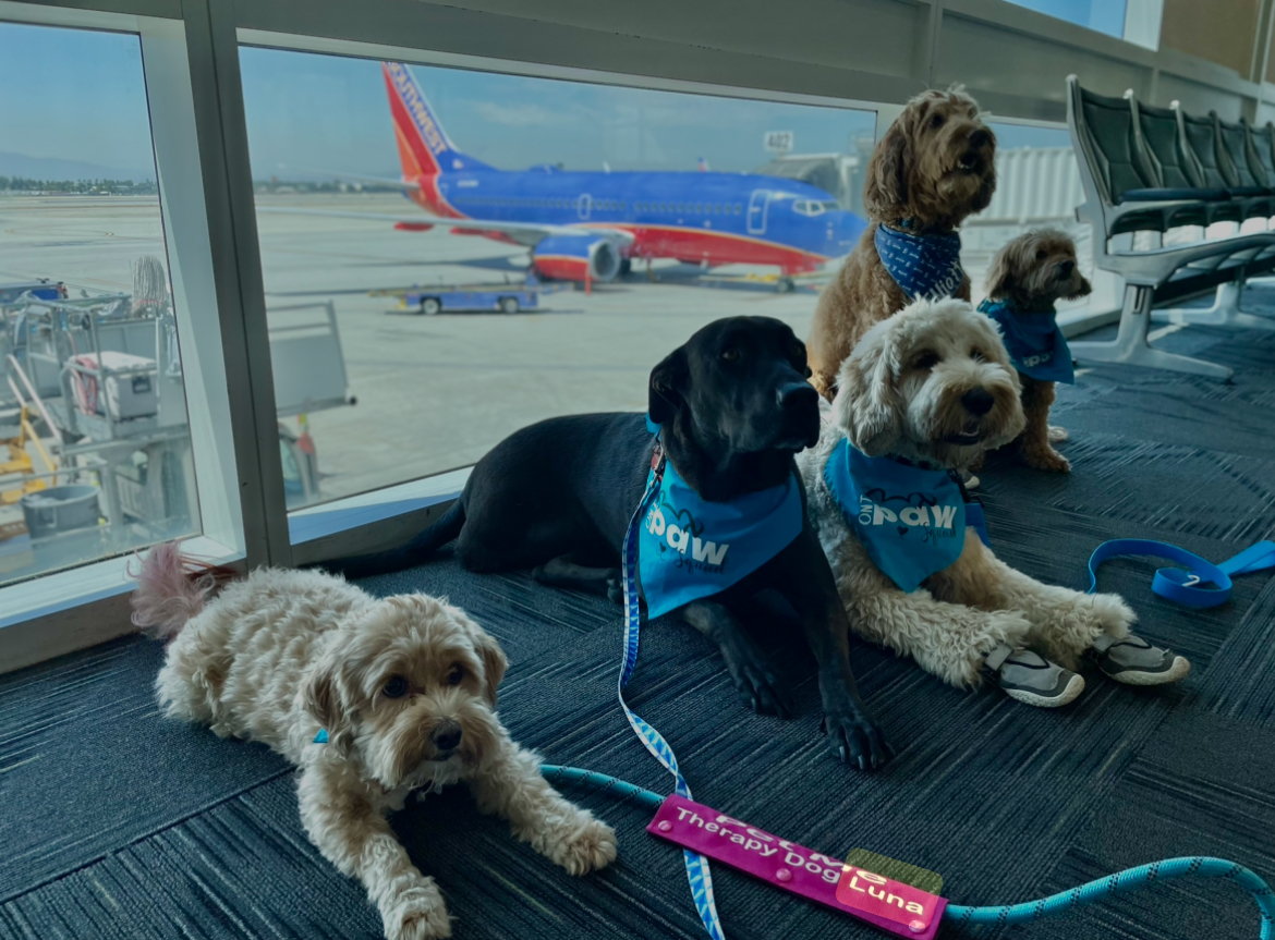 Four dogs, three wearing blue vests, resting in an airport terminal by a parked plane.
