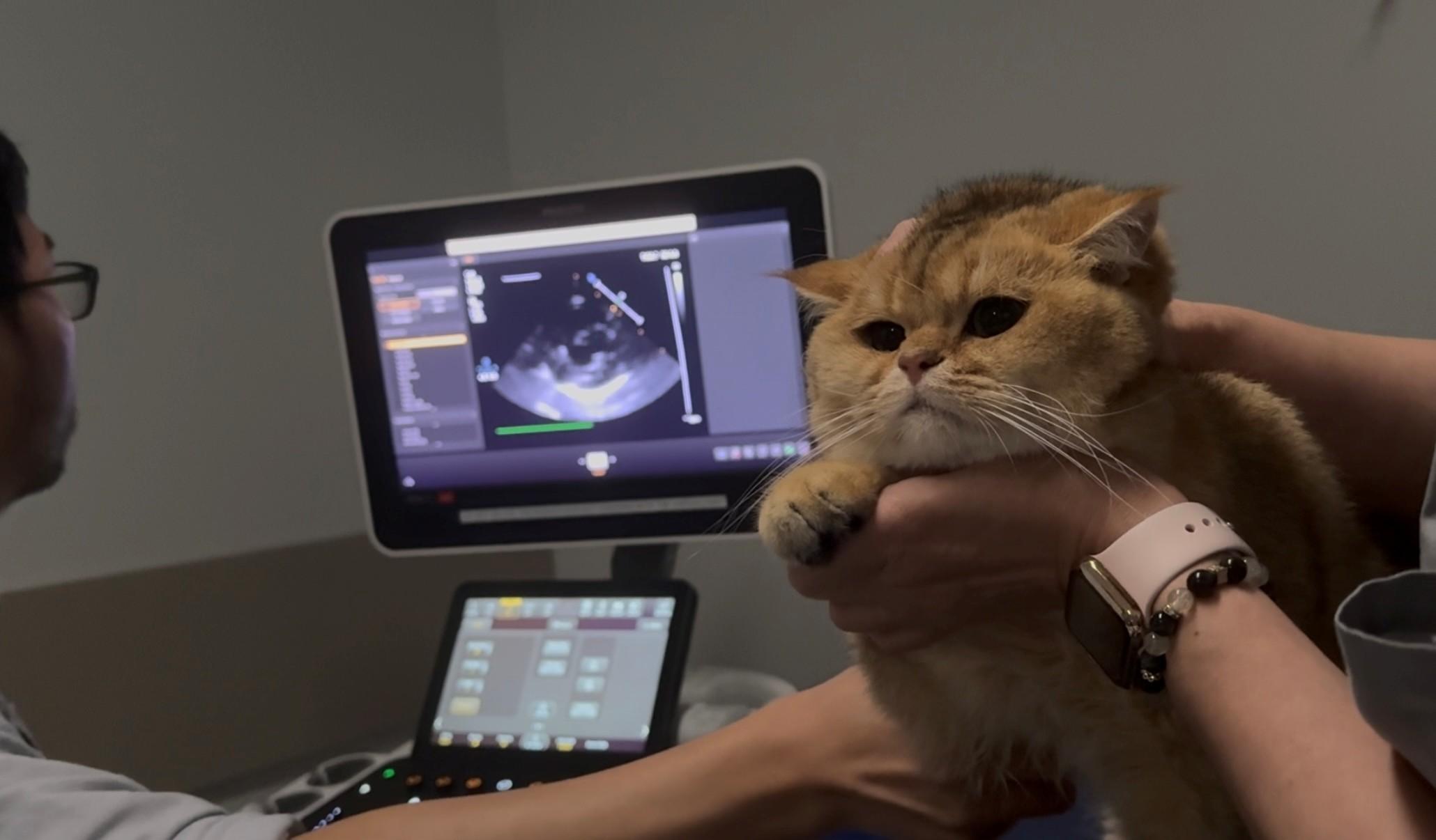 A person examines a radiological image while another person holds a long-haired cat.