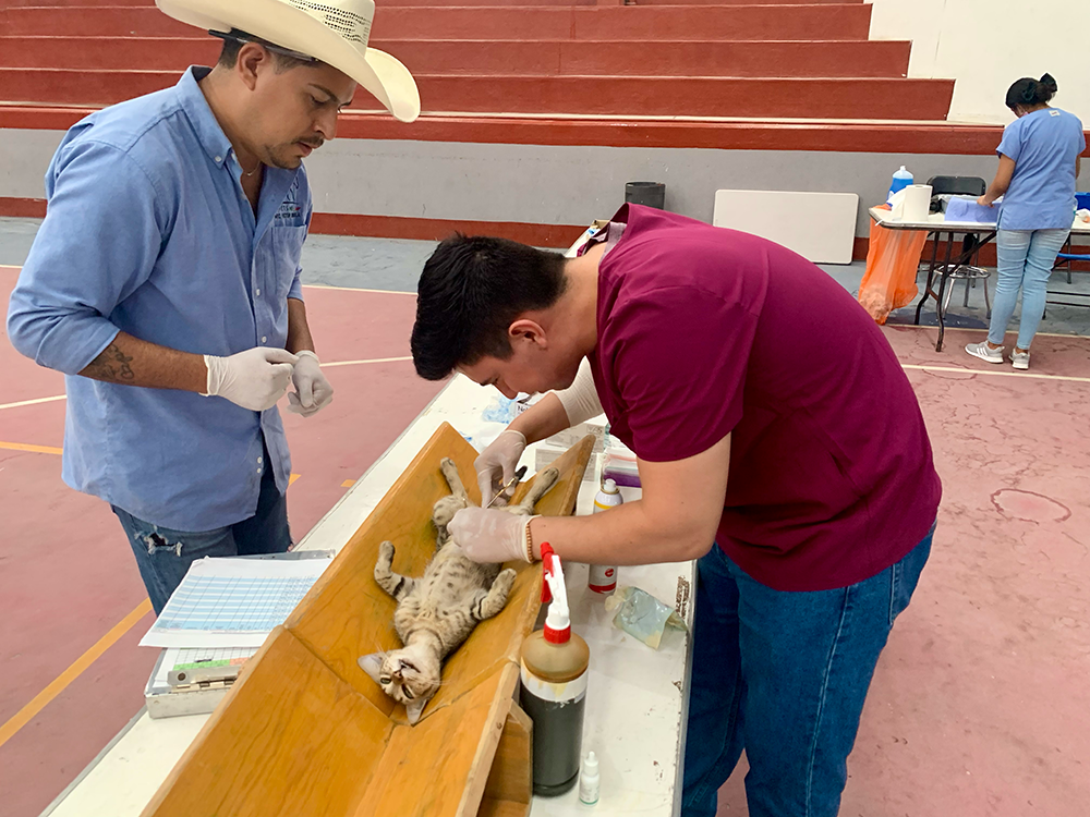 Diego performing a surgery on a kitten.