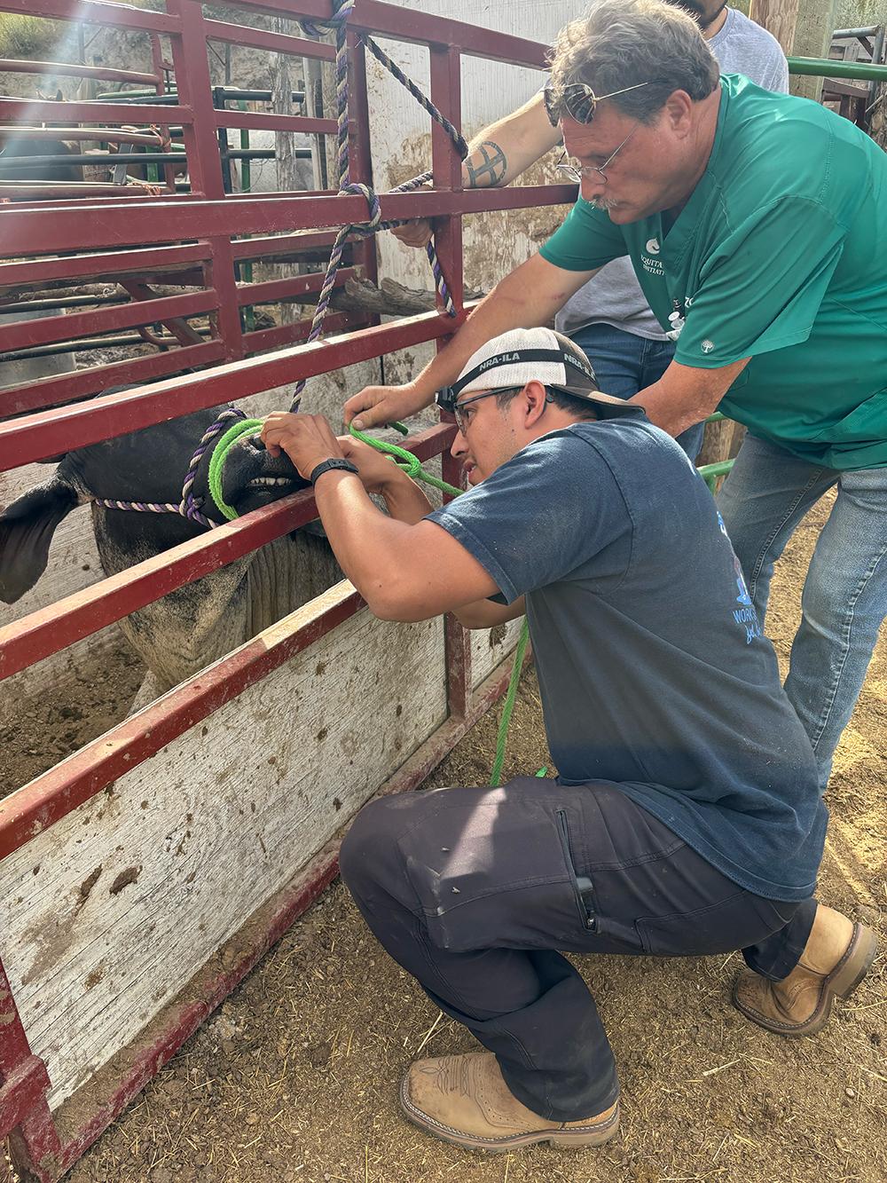 Two people examining a cow's teeth.
