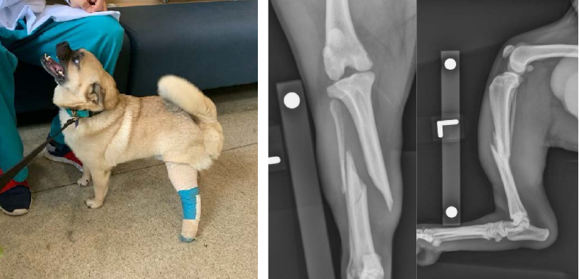 Gizmo the dog with a bandage on his leg and his x-rays.