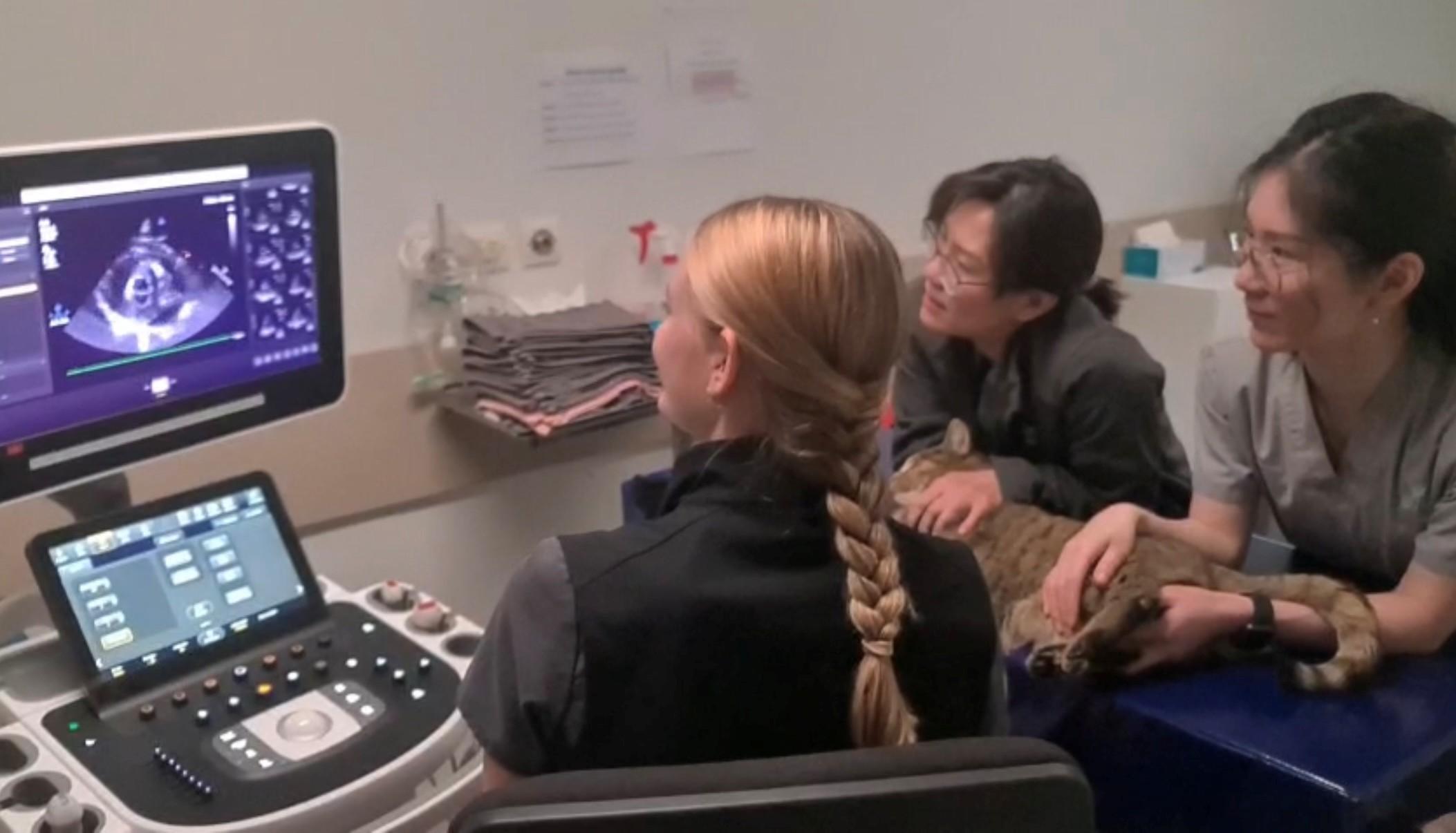 Three vet students examine a radiological image of a cat who is resting on a clinic table.