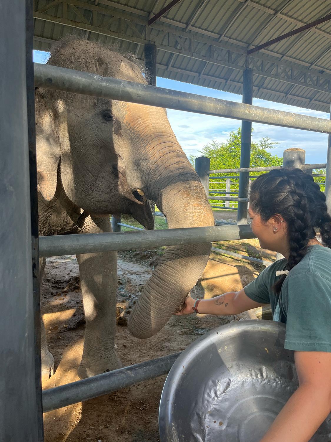 A person touching an elephant's trunk through a fence.