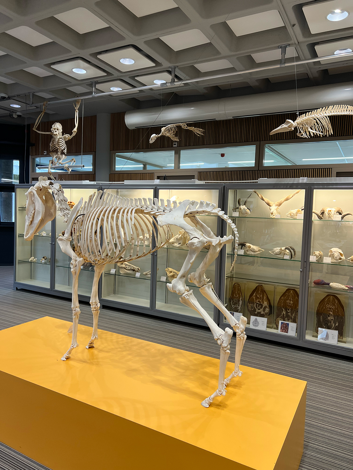 Animal skeletons in a museum.
