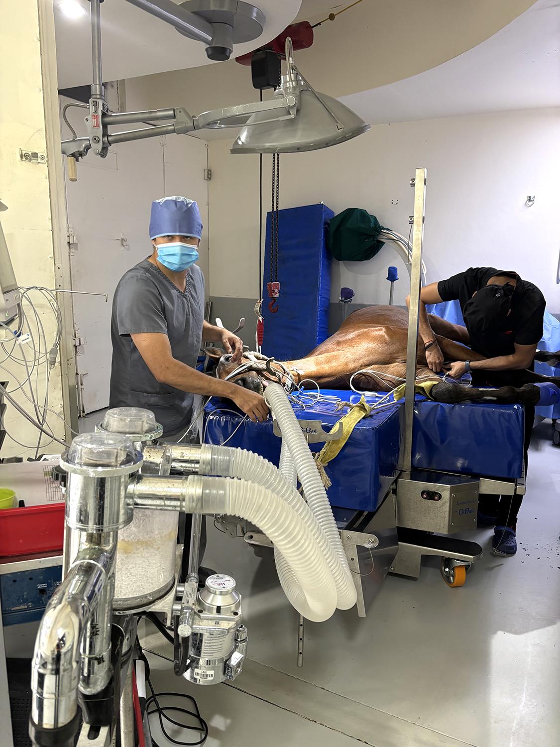 Two vets performing surgery on a horse laying on a clinic table.