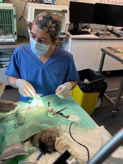 Christian treating a rabbit.