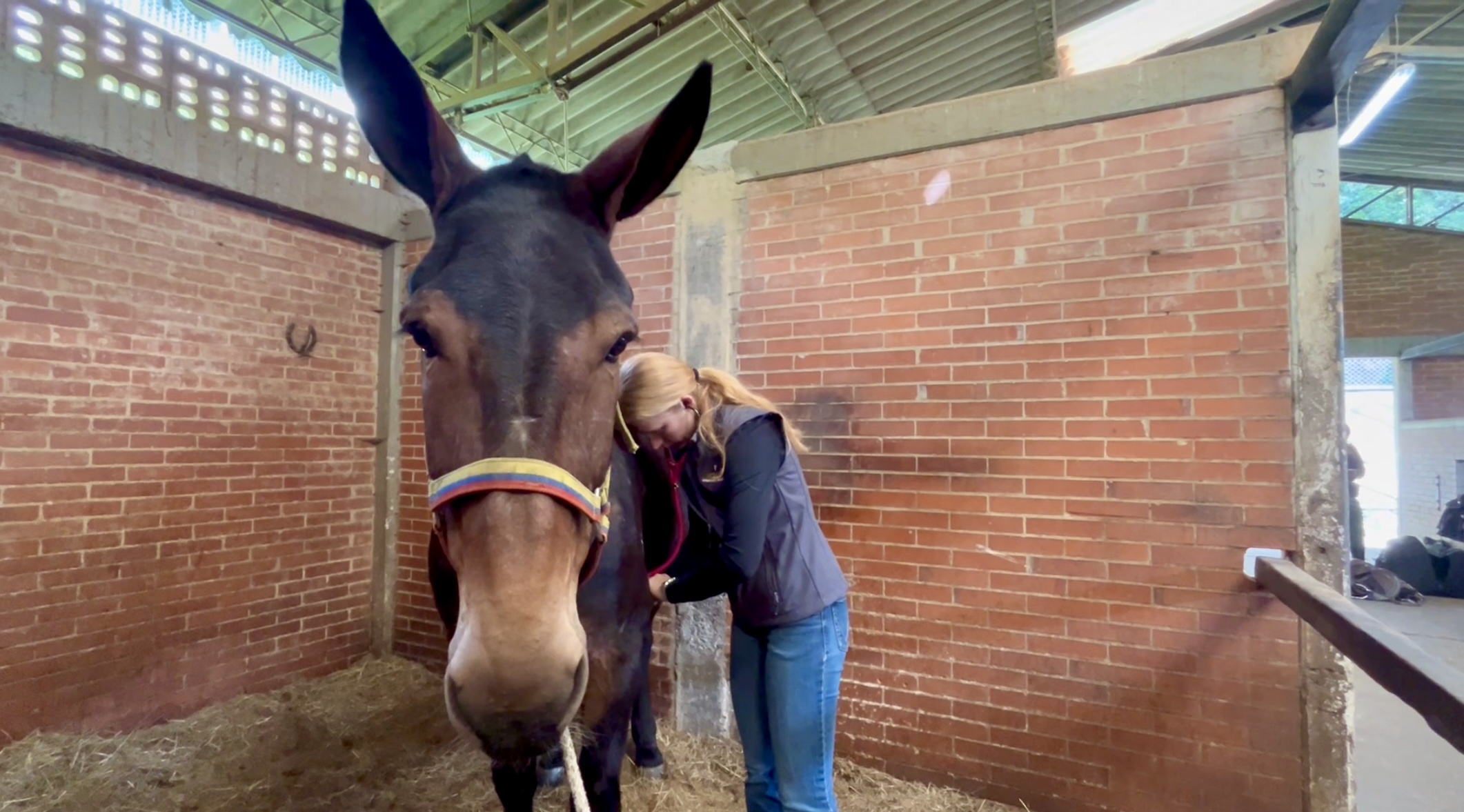 A person removing a horse harness.