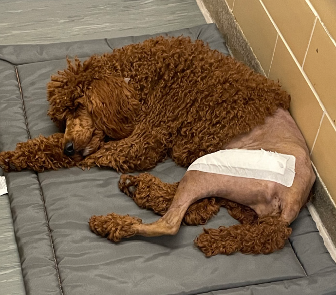 Maddy resting after surgery