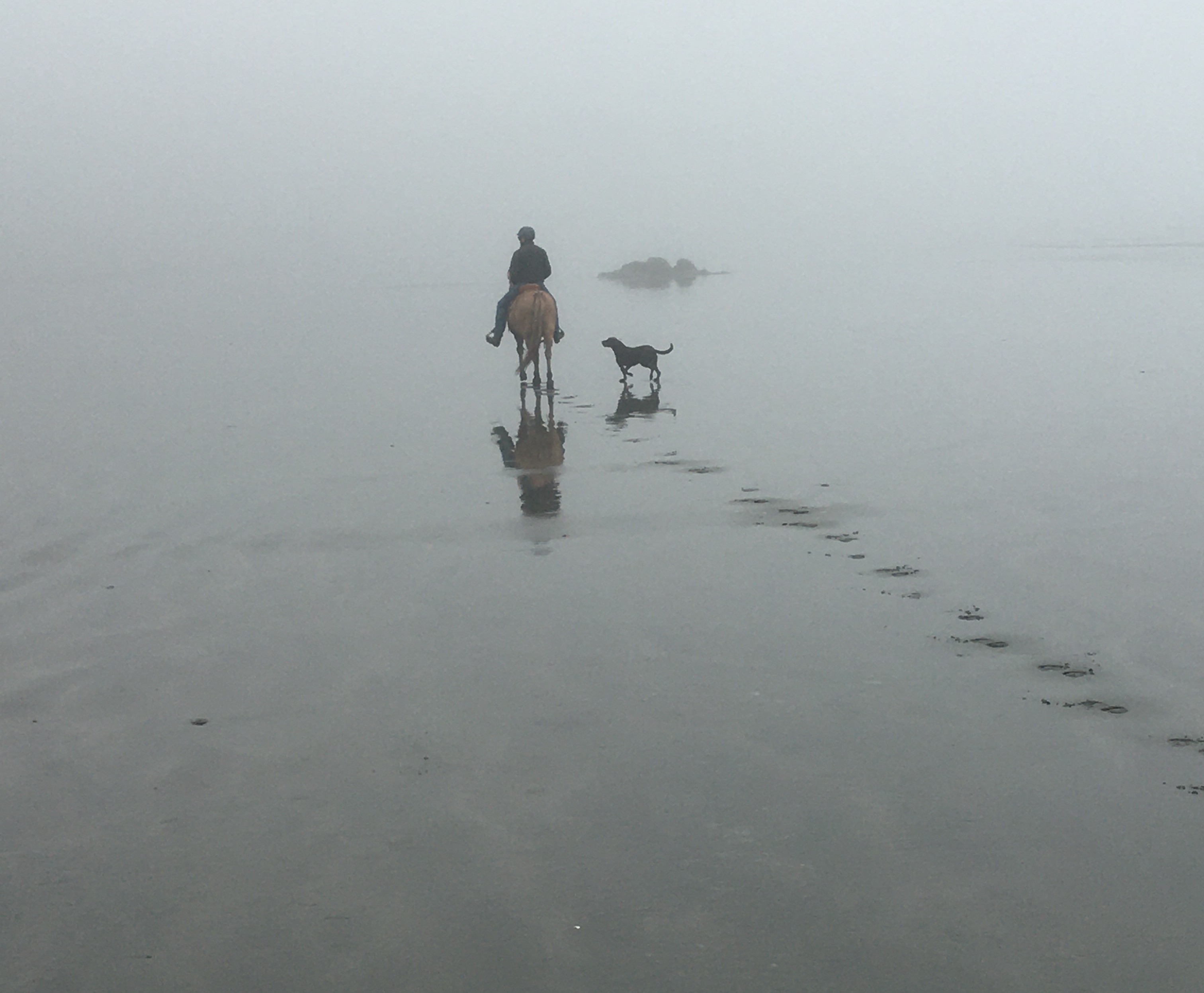 dog next to horse and rider on foggy beach