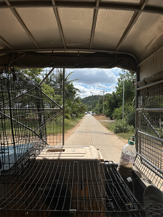 View from the back of a truck showing the road and cages in the back.