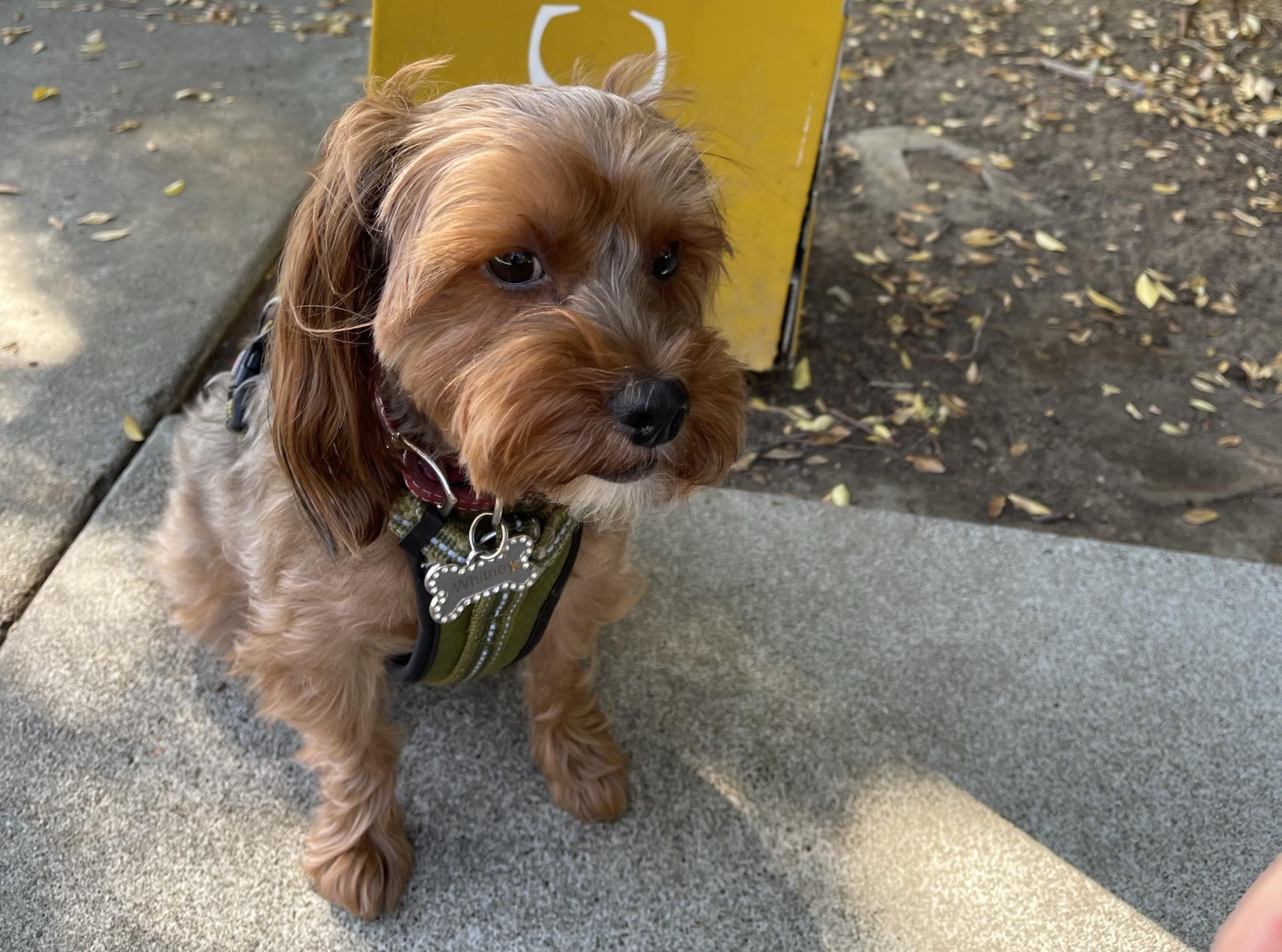small dog outside