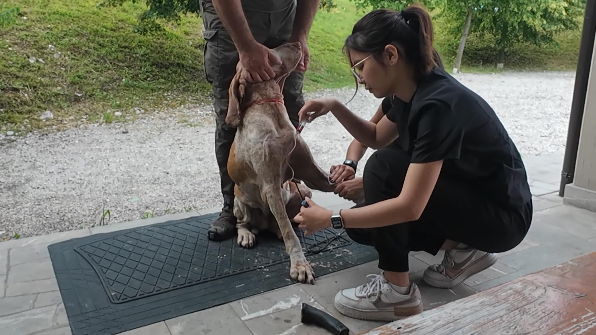 A person giving a dog an injection.