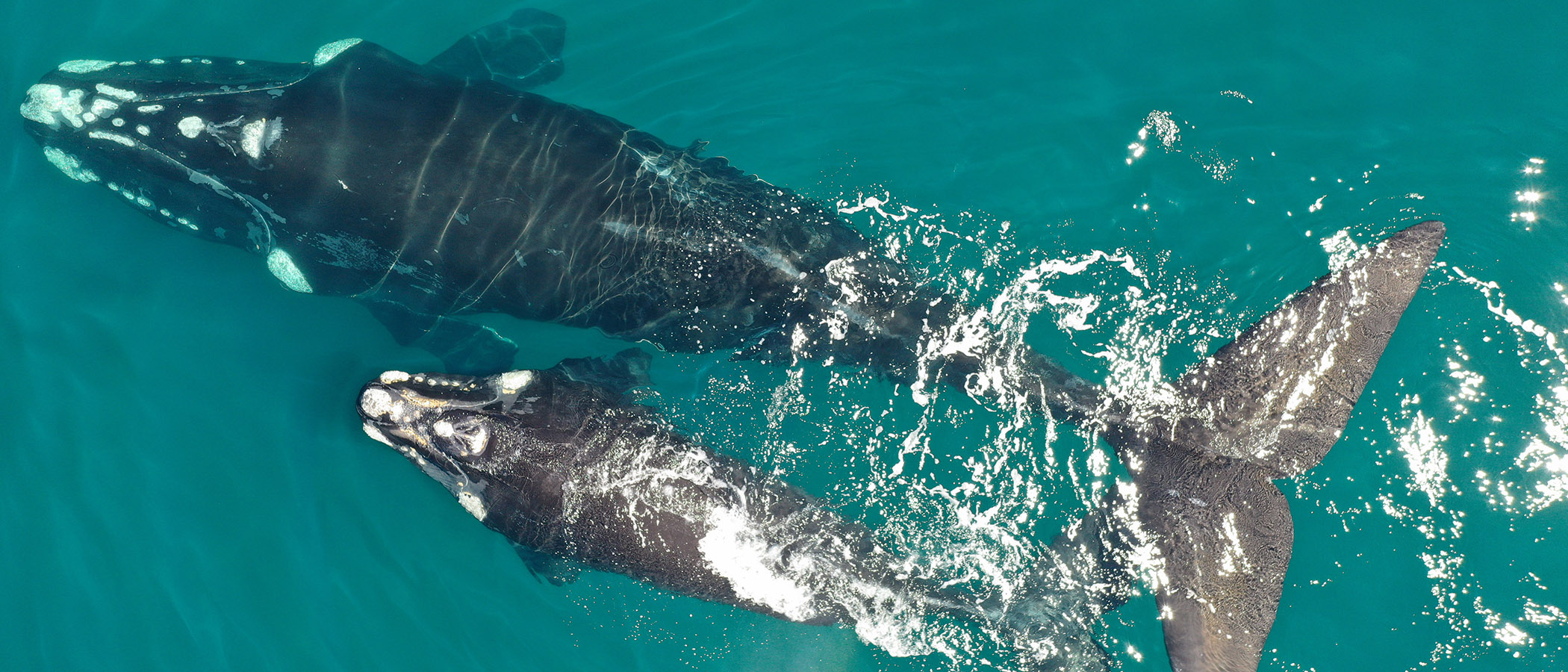 Drone Image of Whales