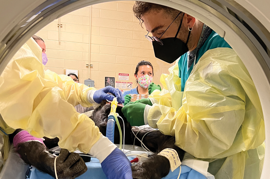 Vet staff image a chimp in a CT scan