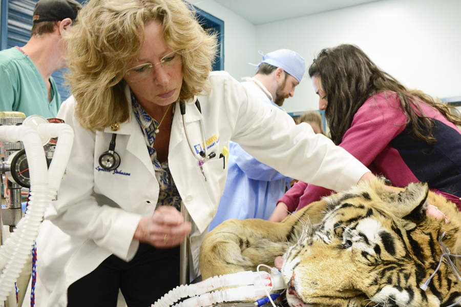 Dr. Lynelle Johnson and hospital staff with a tiger patient