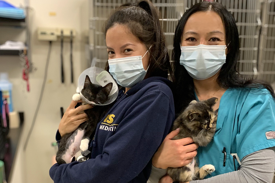 Vet staff holding kittens