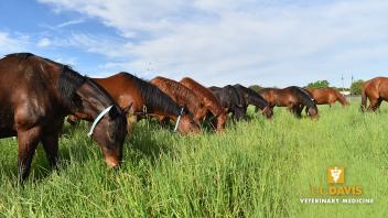 Center for Equine Health