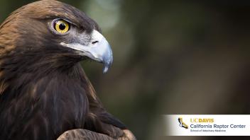 California Raptor Center