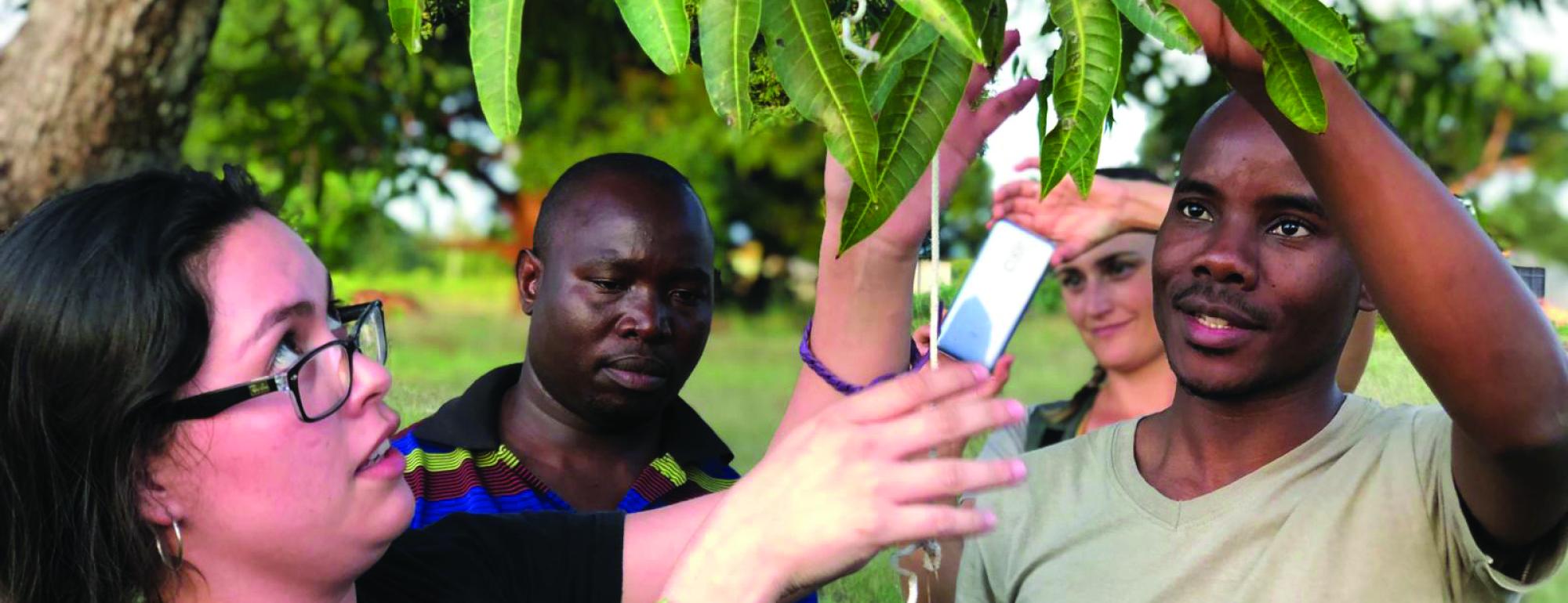 Three people are gathering samples from underneath a tree.