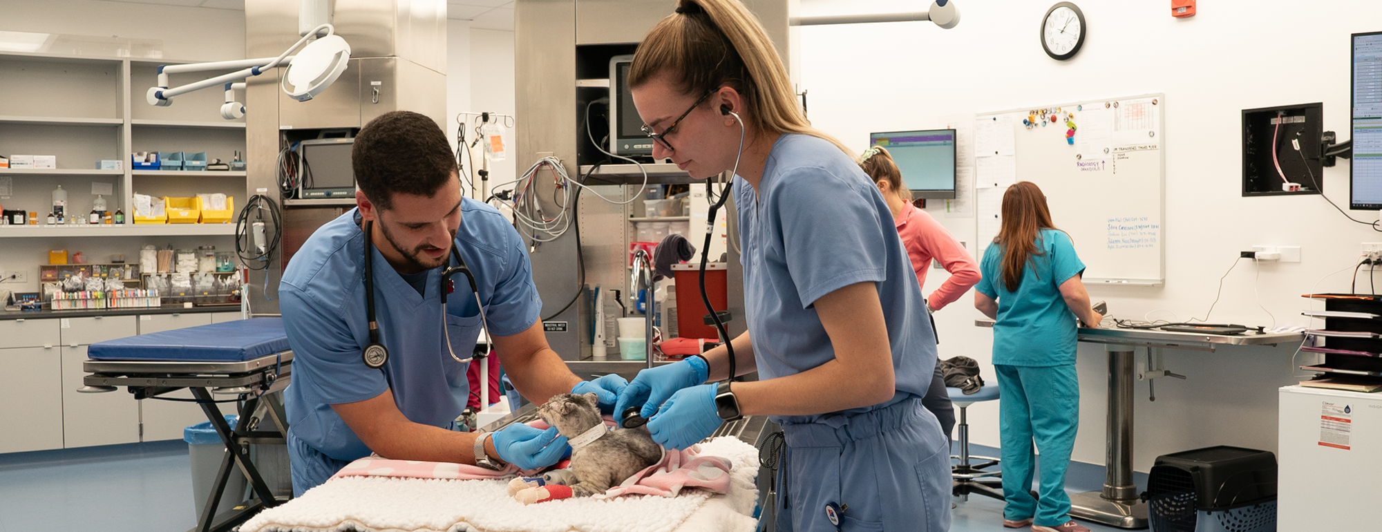 Vets care for a cat in the emergency room.