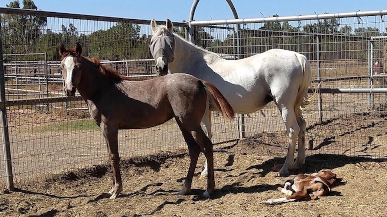 Mare with two foals