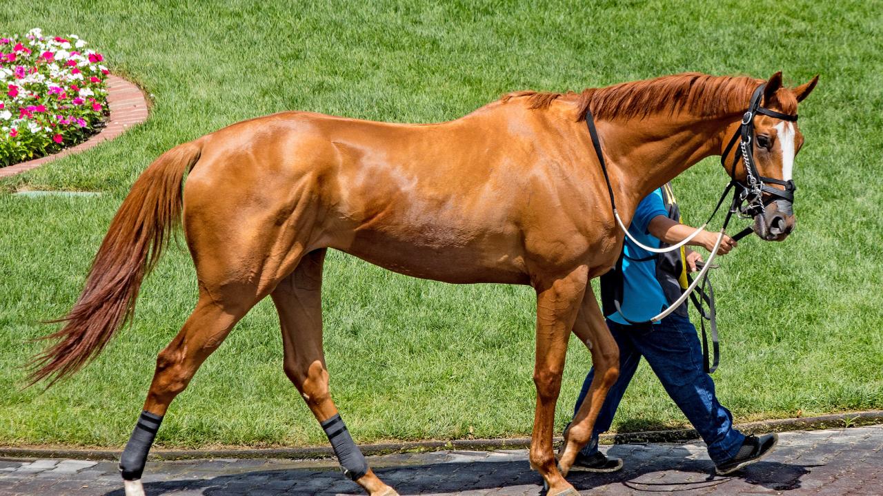 Thoroughbred horse image by Rennett Stowe horses on racetrack