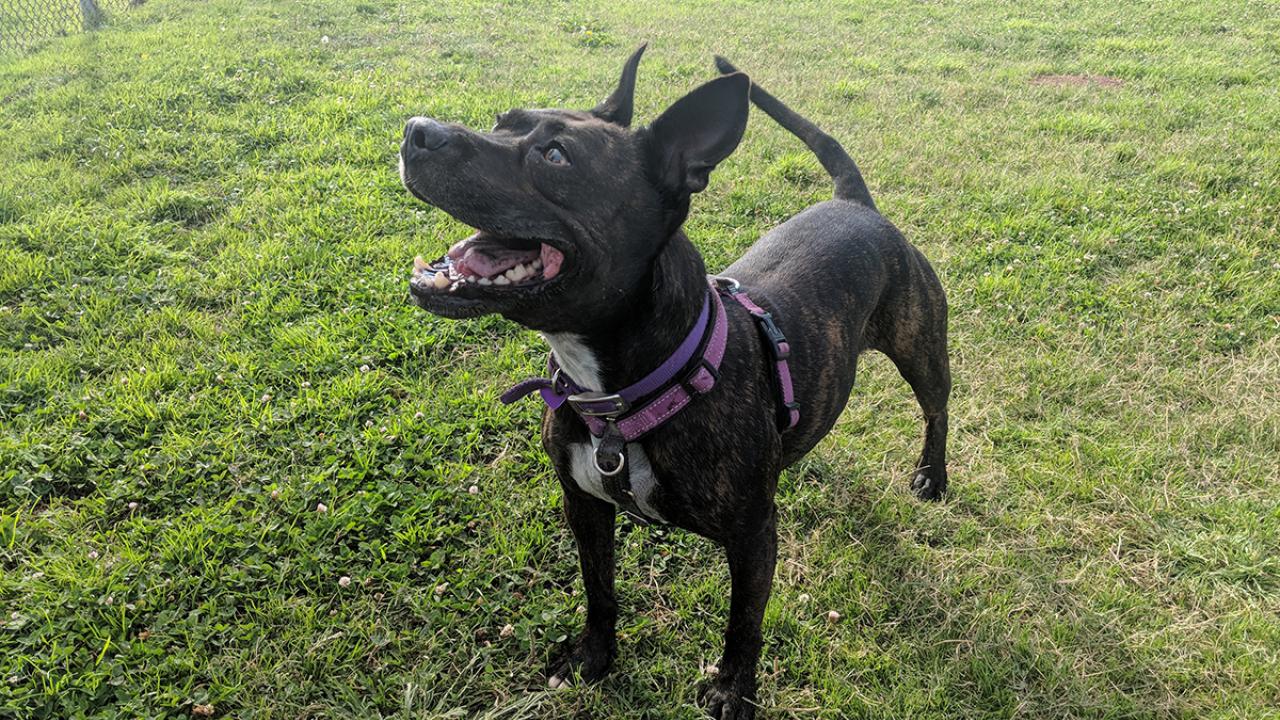 Part of Arai’s tongue had to be amputated after it was caught in a ball toy Arai, a 5-year-old female pit bull terrier
