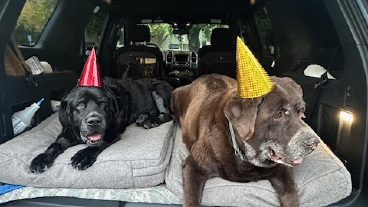 Loki (black lab) and Thor (chocolate lab) celebrating Loki's discharge, post-surgery. Two dogs with birthday hats