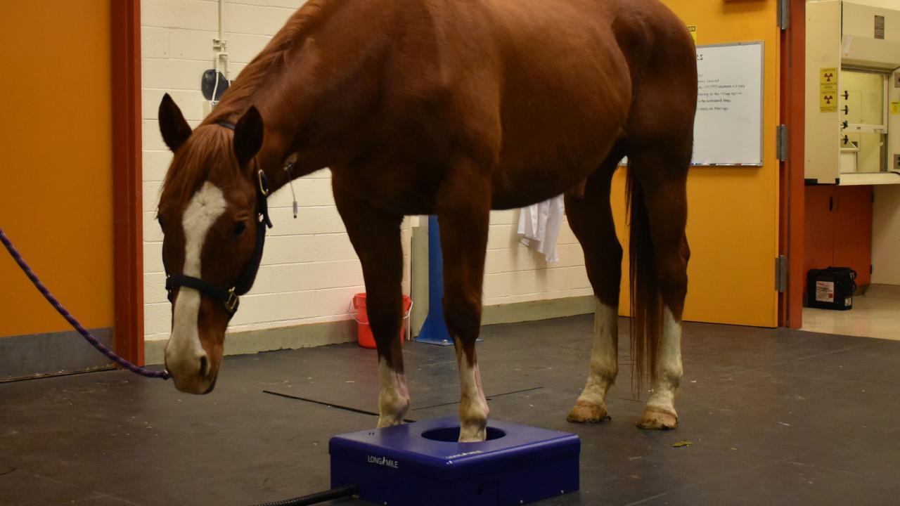 The initial standing PET prototype design enabled imaging of the hooves while the horse is under sedation, simplifying the process and facilitating the monitoring of changes over time. horse in standing PET scanner at UC Davis