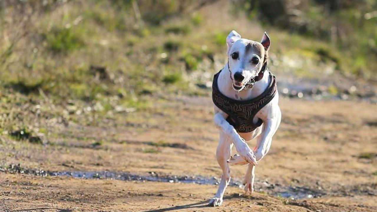 Dante, an Italian greyhound, became ill after consuming cannabis that was left on the ground near a vineyard. (Christopher Chung photo/Press Democrat) dog on a trail