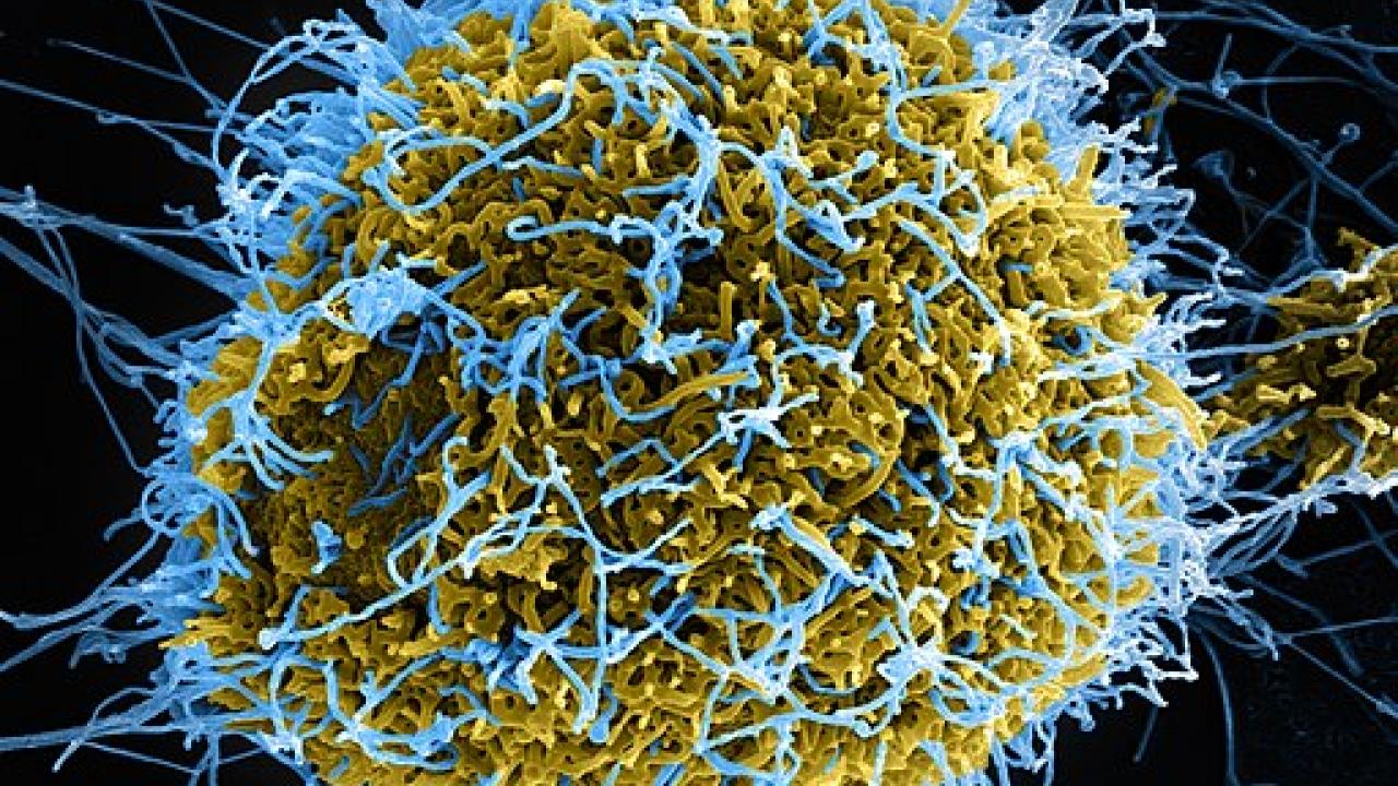 ebola virus ebola virus