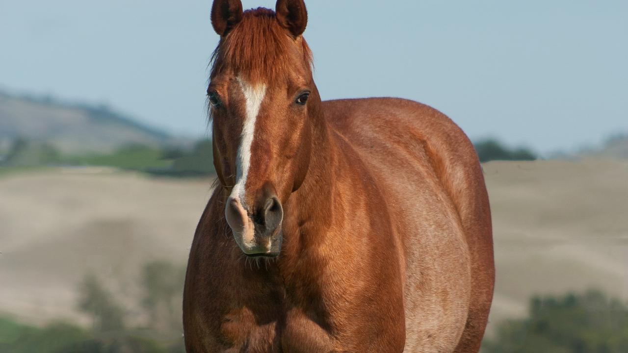 UC Davis veterinary surgeons repaired Holly's broken leg. Holly the horse