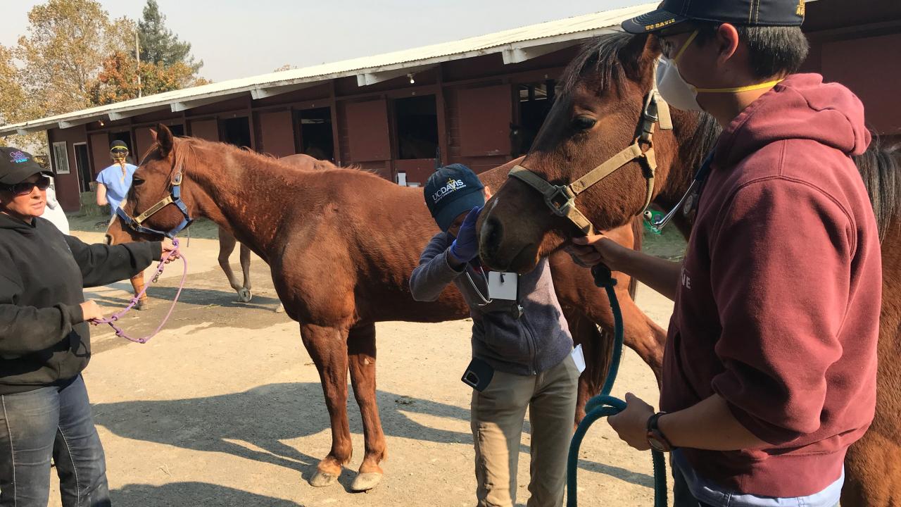 student helping a horse