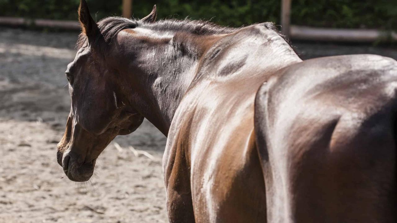 horse showing muscle wasting disease