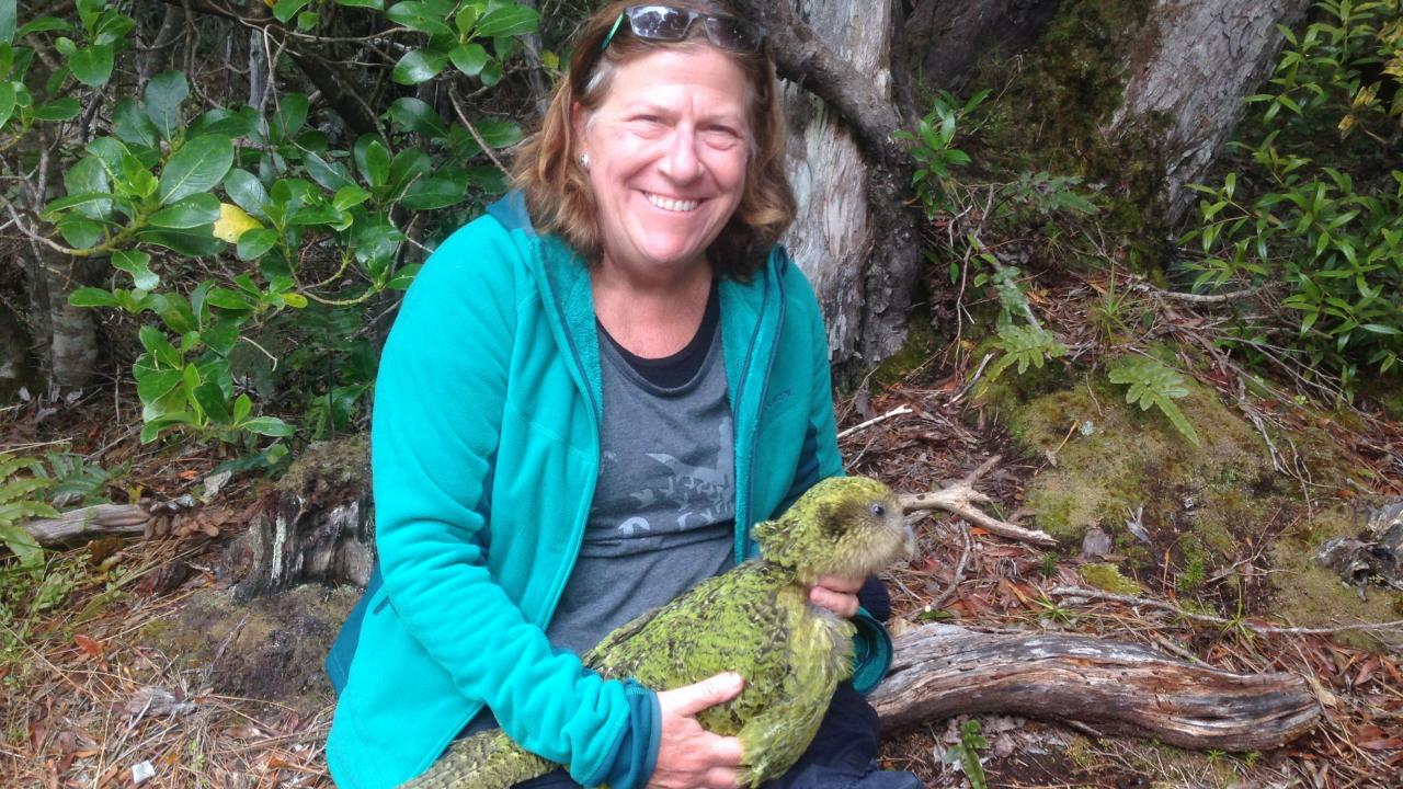 Dr. Joanne Paul-Murphy with a kakapo parrot in New Zealand. UC Davis veterinarian Joanne Paul-Murphy with kakapo parrot