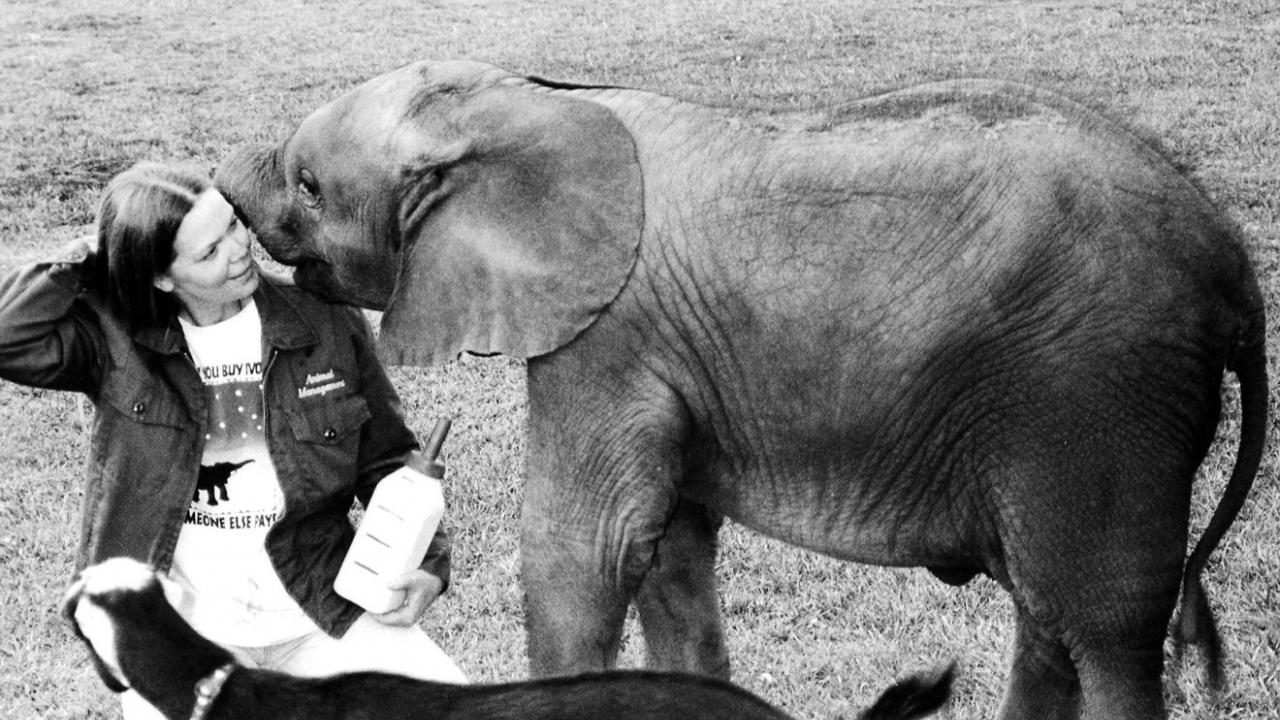 Dr. Jackie Gai helped raise Kijana, a baby African elephant at Oakland Zoo while an elephant keeper in 1995. Also in the photo is Rafiki, who was Kijana's goat friend. Dr. Jackie Gai and baby elephant