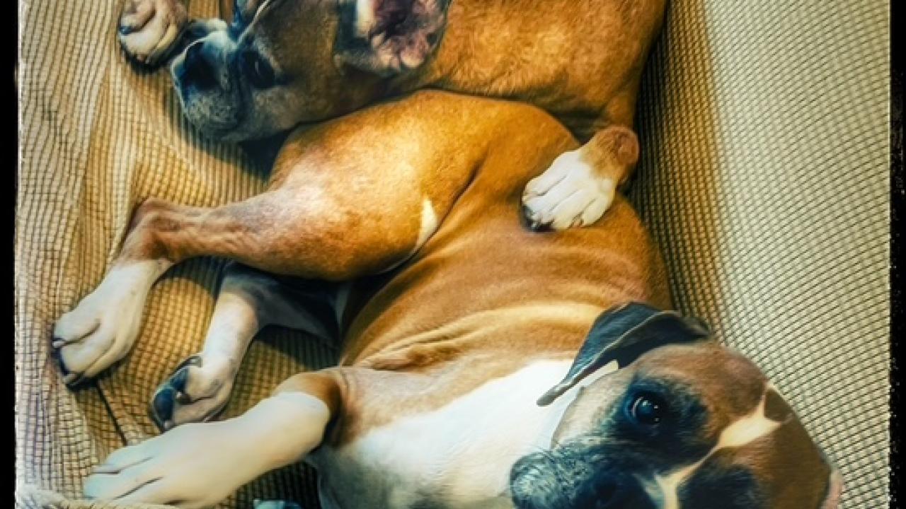 Two dogs lying on a couch