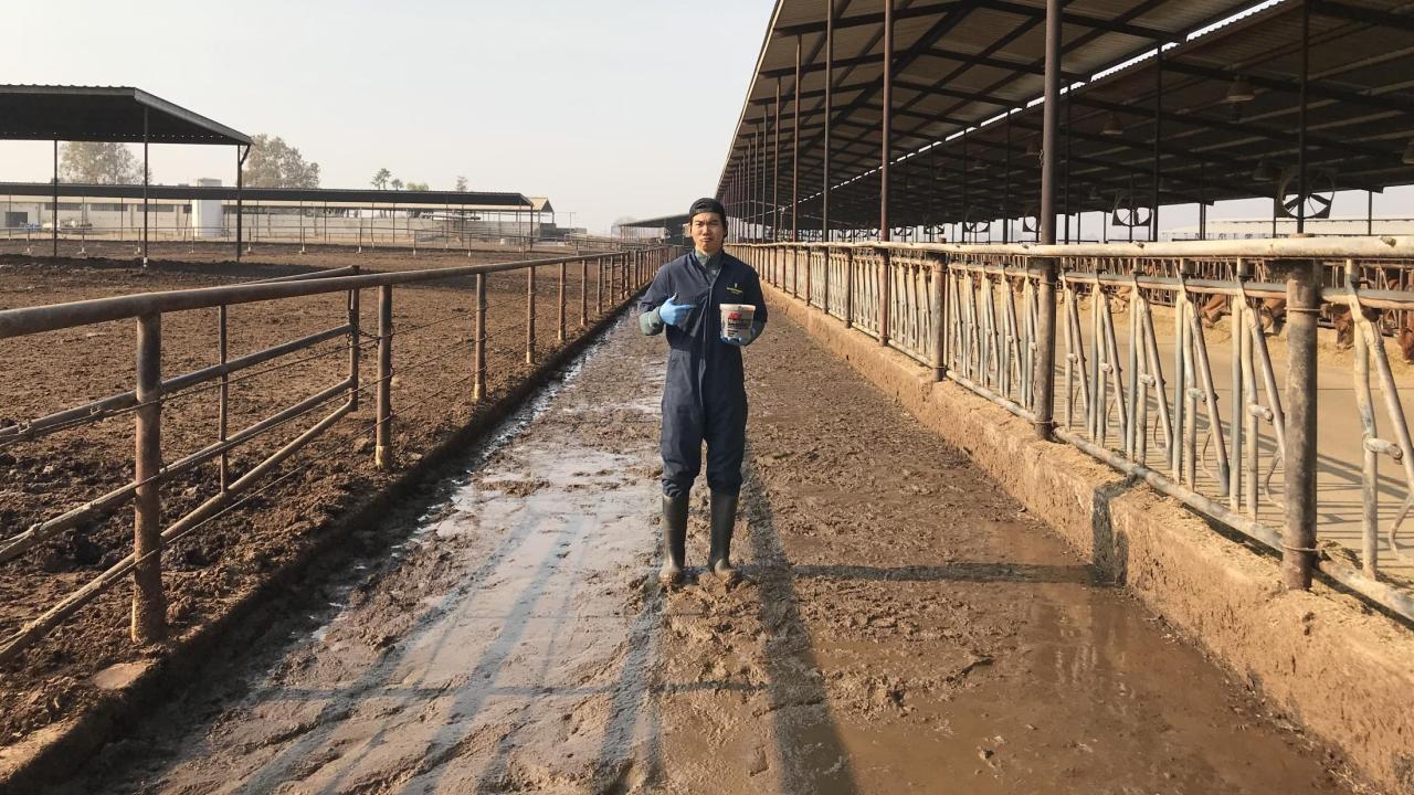 Dr. Tapakorn Chamchoy collecting a fecal slurry sample at a California dairy for his MPVM project. Dr. Tapakorn Chamchoy collecting a fecal slurry sample at a California dairy for his MPVM project.