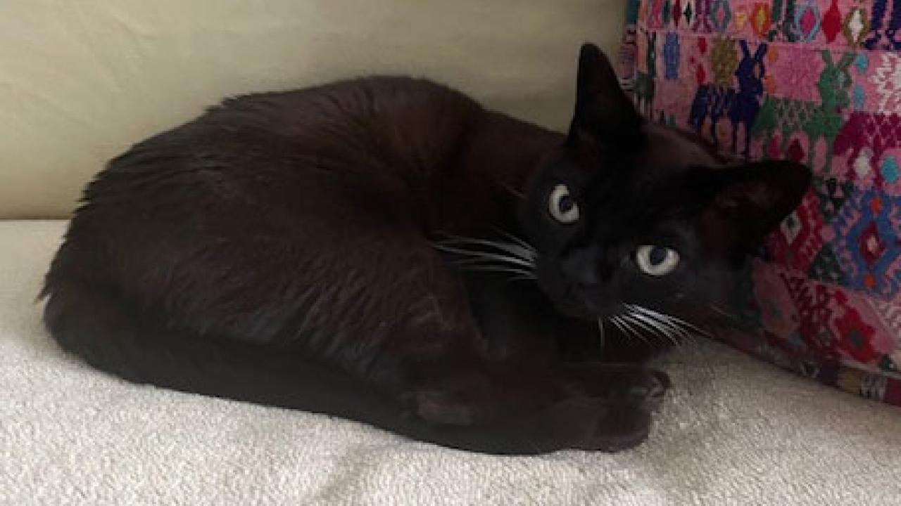Cat with green eyes sitting on white blanket.