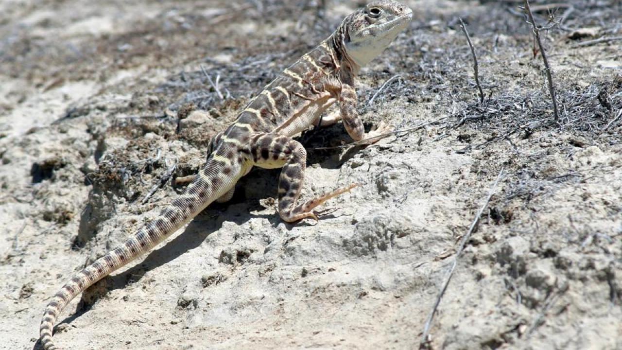 The endangered blunt-nosed leopard lizard lives in the San Joaquin Valley of California. (Jonathan Richmond) The endangered blunt-nosed leopard lizard lives in the San Joaquin Valley of California. (Jonathan Richmond)