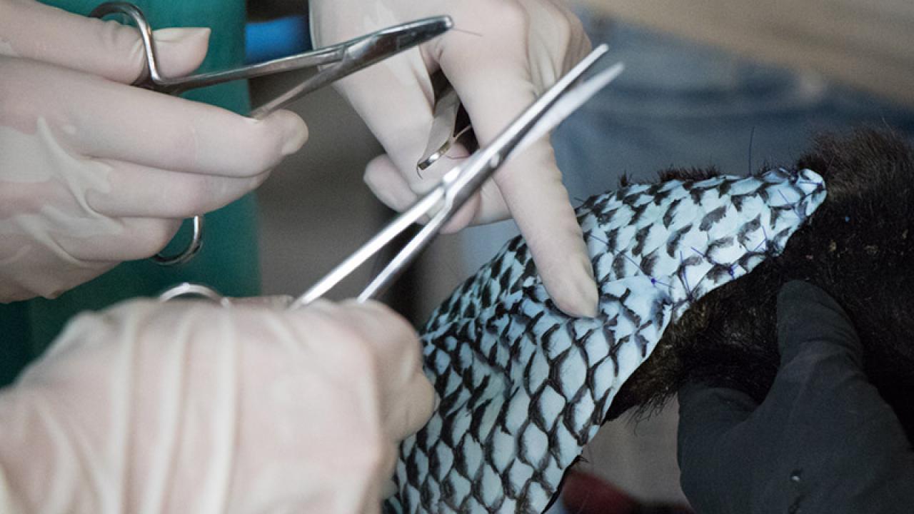 Jamie Peyton and a team from the California Department of Fish and Wildlife apply fish skin bandages to a bear cub injured in the Carr Fire. (California Department of Fish and Wildlife)