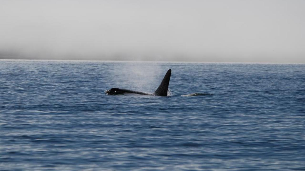 orca
